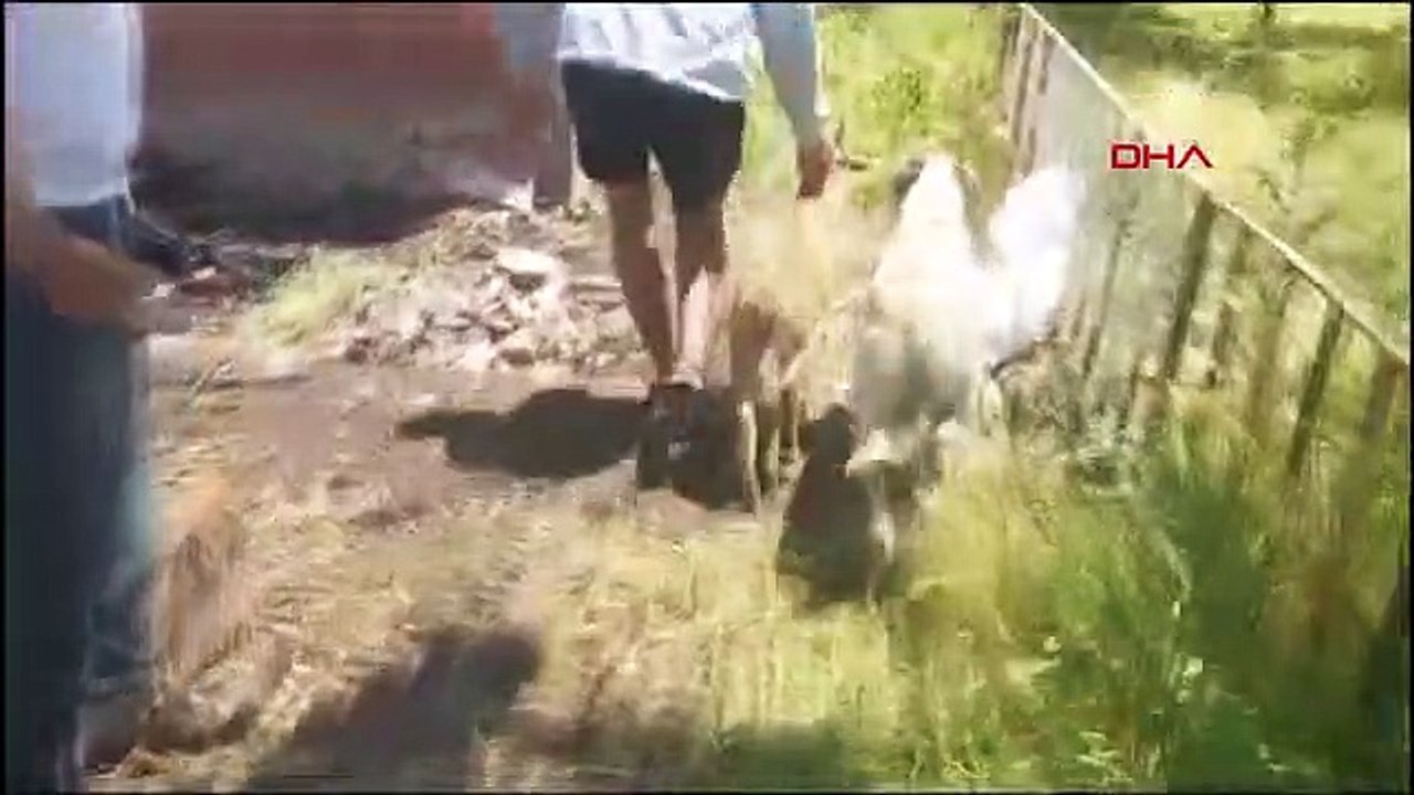 Des bébés chèvres de montagne atterrissent dans un village relâchés après avoir été capturés