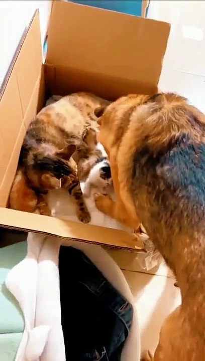 One for me  gentle dog with tiny kitten 
