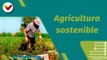Punto Verde | Fundación Tres Raíces: Agricultura orgánica y sostenible sin transgénicos