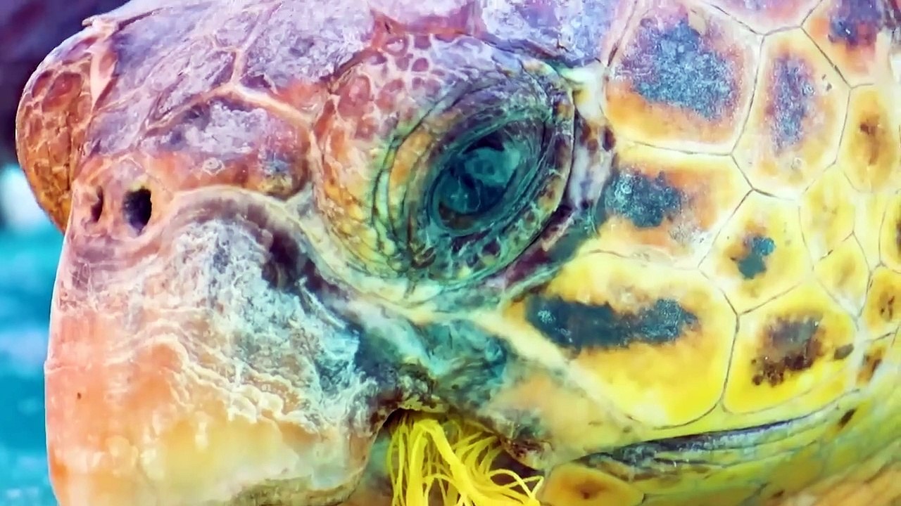 Animals in Need: heartwarming stories of humans helping animals