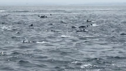 Hundreds Of Dolphins Form Rare Superpod | Wild-ish TV
