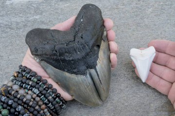 Hallado Un Diente De Megalodón Entre Los Restos Del Titanic
