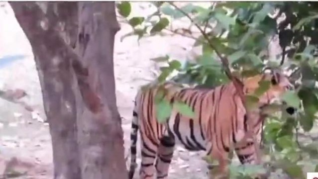 सीधी: संजय टाइगर रिजर्व क्षेत्र में देखा गया बाघ, ग्रामीणों में दहशत का माहौल