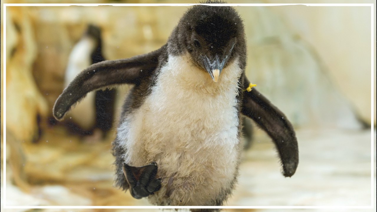 Im Tiergarten Schönbrunn sind zehn Pinguin-Küken geschlüpft