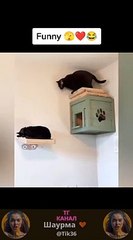 New Funny Videos 2022  Cutest People Doing Funny Things