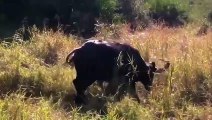 Incredible! Buffalo Mother Fights With The Lions Fiercely To Protect Calf From the fierce Hunt