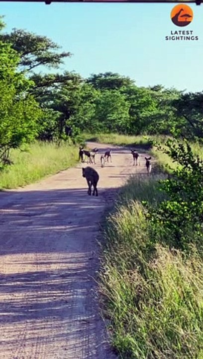 Hyena Pushes Wild Dogs into Lions
