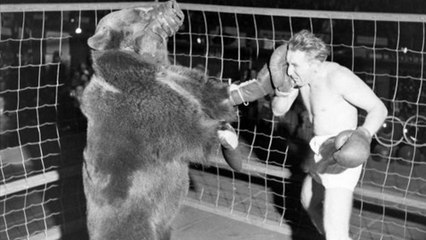 Un homme affronte un ours en boxe anglaise