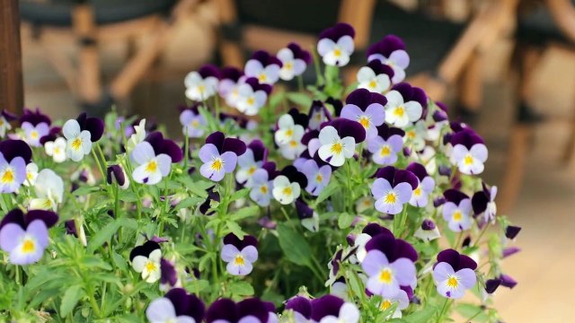 Turystyczna Wielkopolska: Odcinek 1 Powiat Międzychodzki