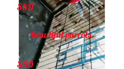 parrots chirping