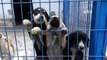 Des milliers d'animaux errants ont été stérilisés au centre de réadaptation pour animaux de compagnie de Kusadasi