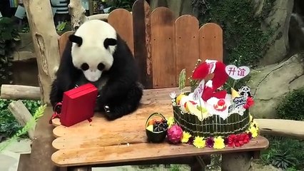 Dev Panda Sheng Yi İkinci Yaş Gününü Pastayla Kutladı