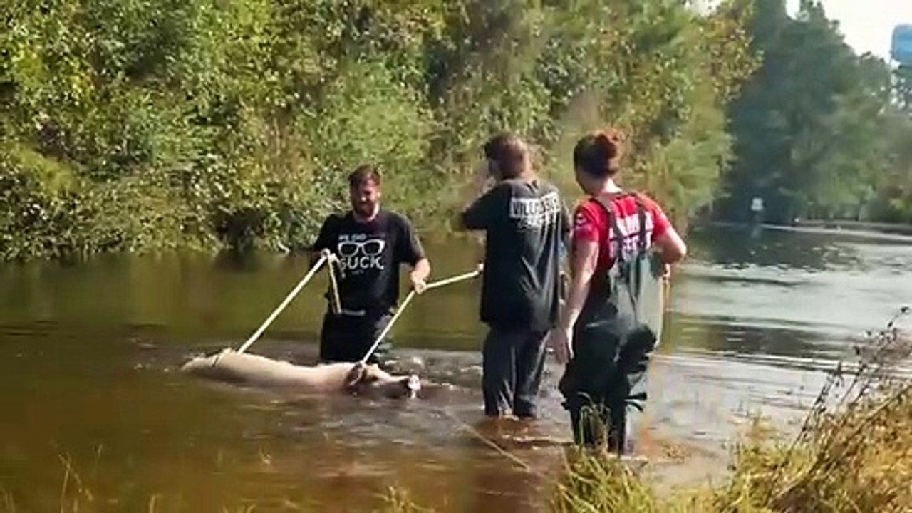 Tiere Treffen Ihre Besitzer Nach Jahren Wieder! (2)