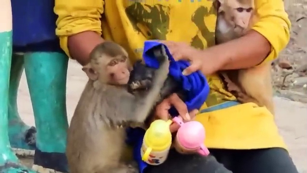 Heldenhafte Tieren, Die Gefilmt Wurden!