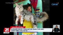 Alagang maine coon cat ng isang fur-dad, good vibes ang hatid | 24 Oras