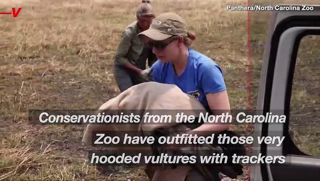 Conservationists Are Using Vultures With Satellite Tags To Track Down Those Who Are Poisoning Lions and Leopards In an African National Park