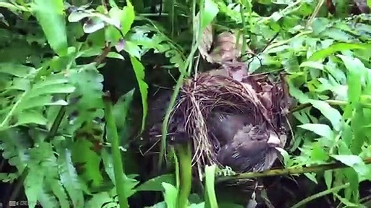 Heldenhafte Tieren, Die Gefilmt Wurden! (2)