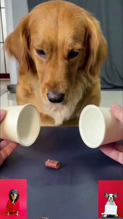 Funny Animal Videos  - Funniest and Cute Dogs Videos . Laugh Out Loud: Funniest Dogs Compilation