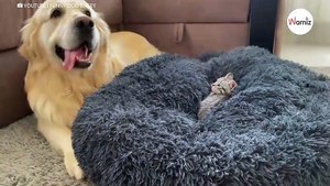 Kat bezet bed van Golden Retriever: de reactie van de hond is hilarisch (video)