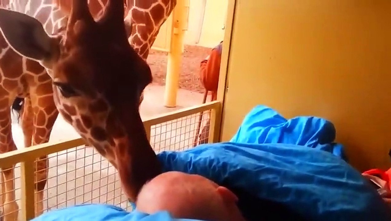 Tiere Treffen Ihre Besitzer Nach Jahren Wieder! Emotionale Momente!