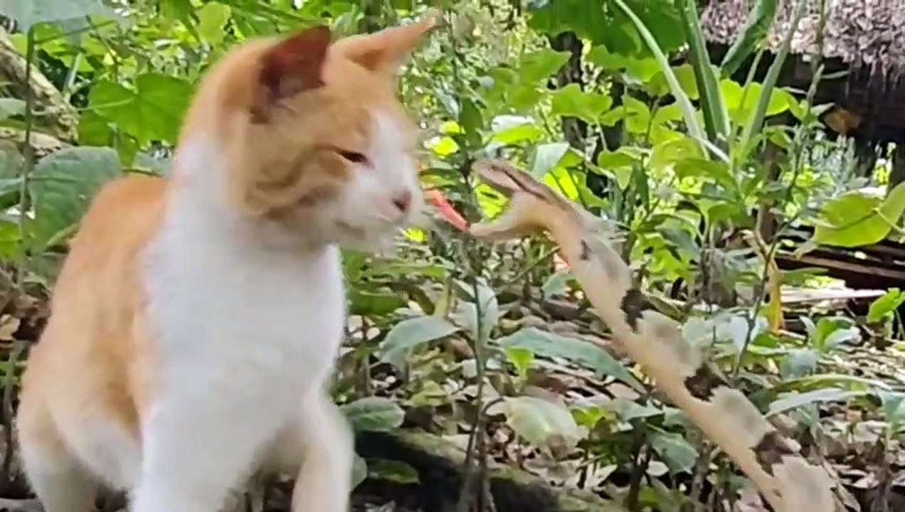 Tiere Legen Sich Mit Dem Falschen Gegner An! Tierbegegnungen In Der Wildnis!