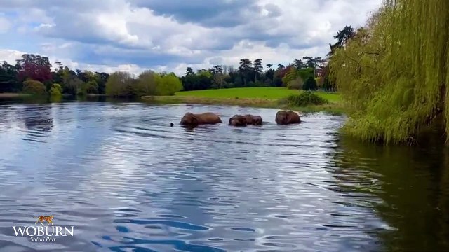 Elephants enjoy their first swim of the summer at UK safari park - followed by dust bath