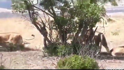 اشرس مواجهة للأسود يمزقون بعضهم البعض دون رحمه