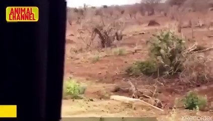 الاسد في مواجهه النمر من سيفوز أقوي تحدي في الكون