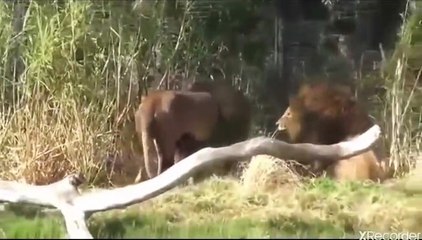 البقاء للأقوي مواجهة بين ثلاثة أسود يدمرون بعضهم البعض