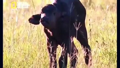 كيف تصطاد الأسود فريستها (الجاموس)