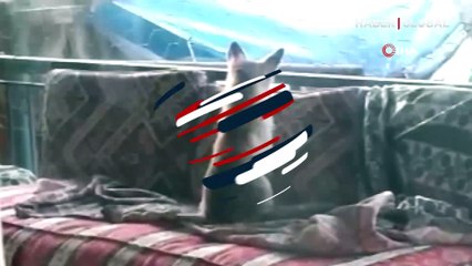 Önce şehre indi sonra bir evin balkonunda sabahladı, yavru tilki kamerada