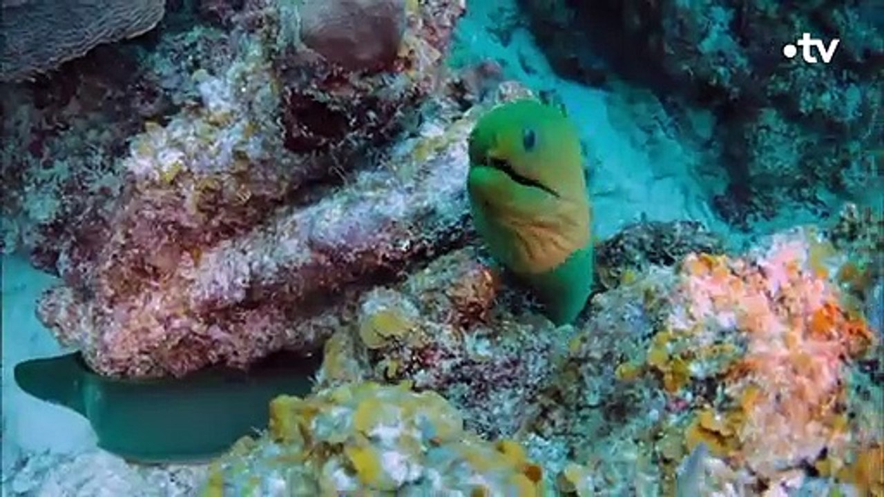 Les dents acérées de la murène font un carnage - ZAPPING SAUVAGE