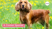 What's your favourite breed of dog? Here’s a list of the UK’s favourites!
