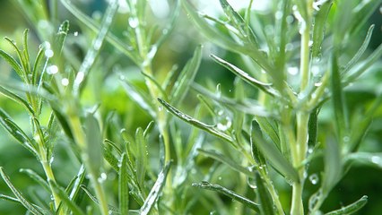 The 10 Best Perennial Herbs For Your Garden