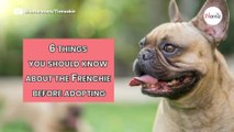 The French Bulldog: 6 things you should know about the Frenchie before adopting