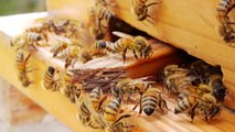 How To Keep Bees Away From Your House