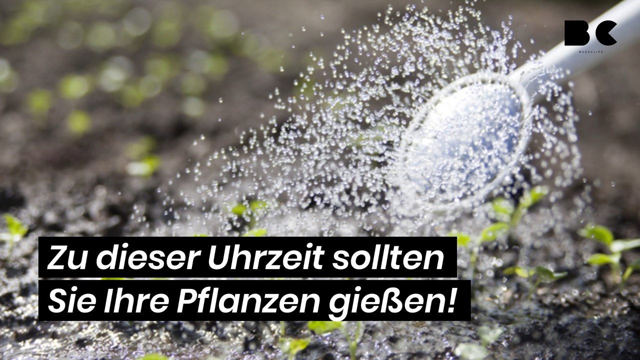 Morgens oder abends? Zu dieser Uhrzeit sollten Sie Ihre Pflanzen gießen!