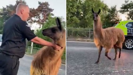 Loose llama causes chaos on Lancashire motorway