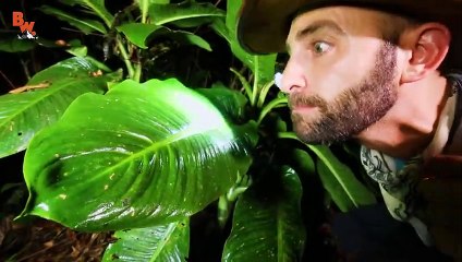 Incredible Invisible Frog!