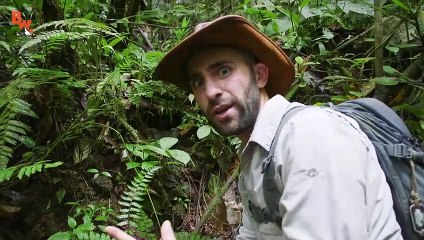 To CATCH a Poison Frog!