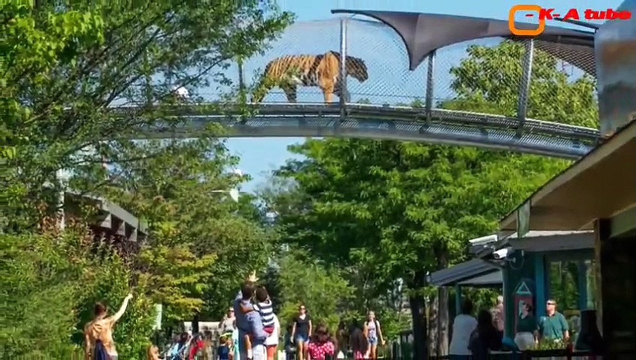 5 SHOCKING Facts about Feeding Big Cats in Zoos video Dailymotion