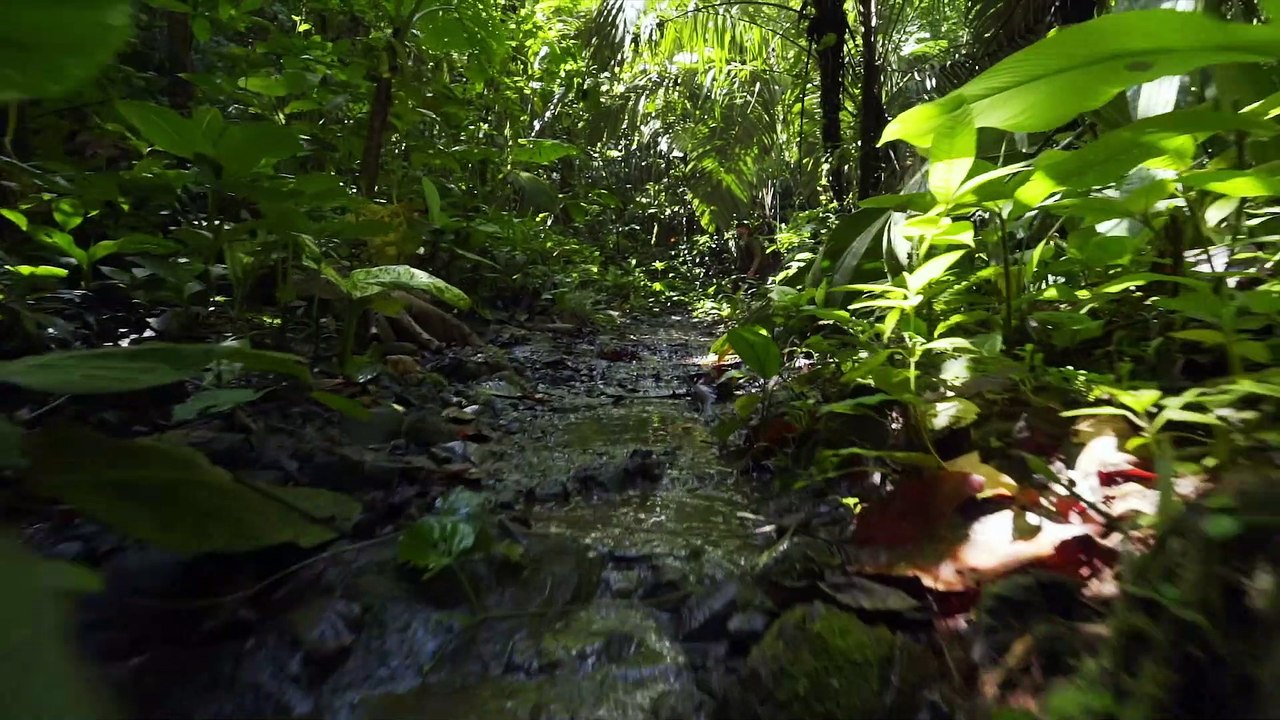 Return to the Wilderness - SNEAK PEEK!