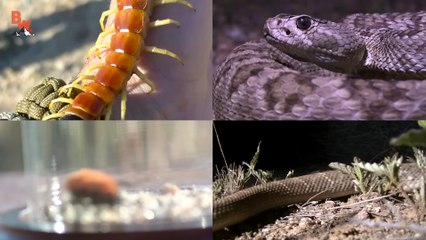 STUNG by a VELVET ANT!