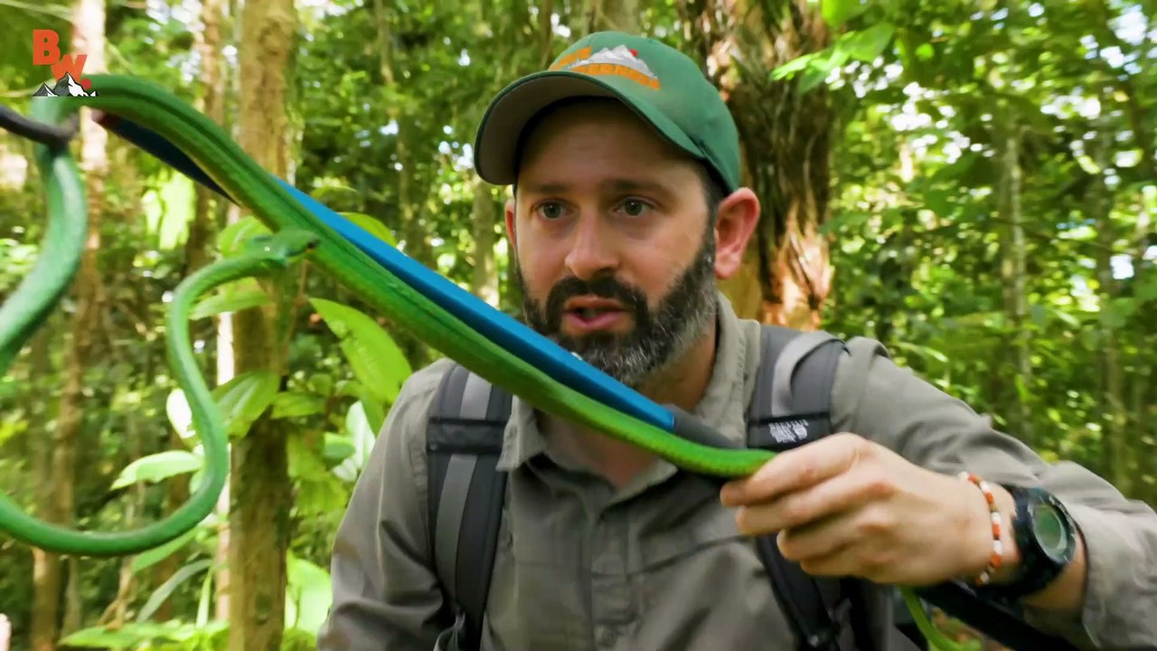 Venomous Parrot Snake CAUGHT!