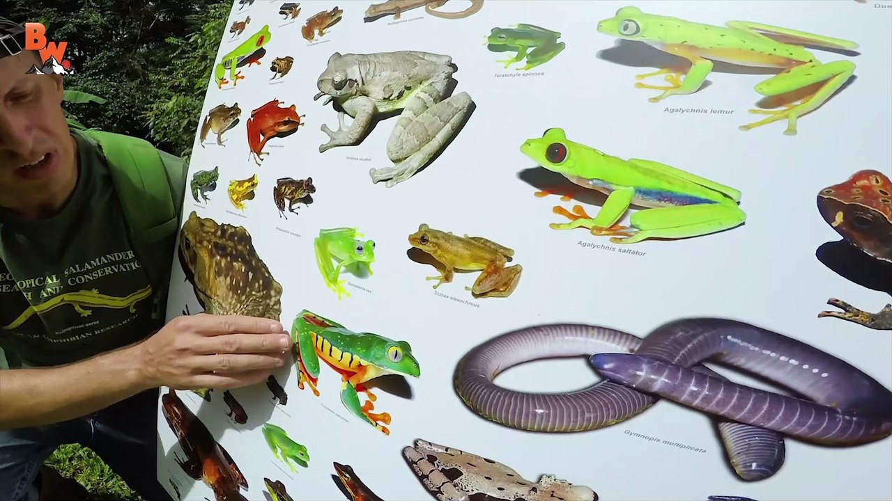 This Frog Will SURPRISE You!