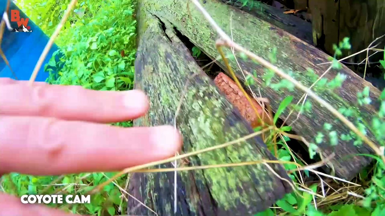 You'll Never Guess What Lives in Here!