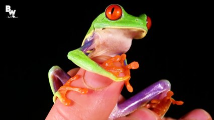 Finding Creepy Jungle Creatures!