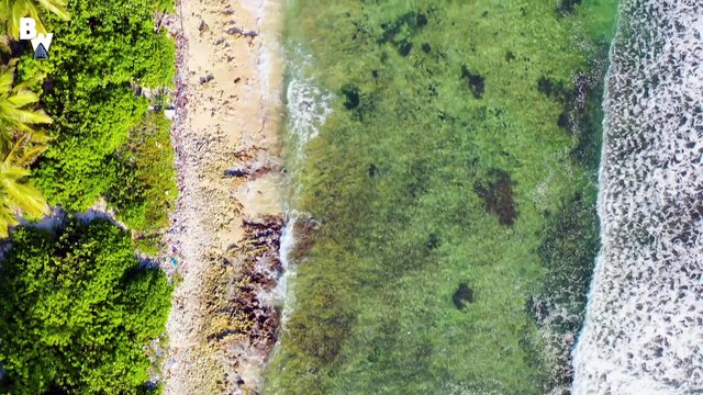 Swarmed by Giant Stingrays!