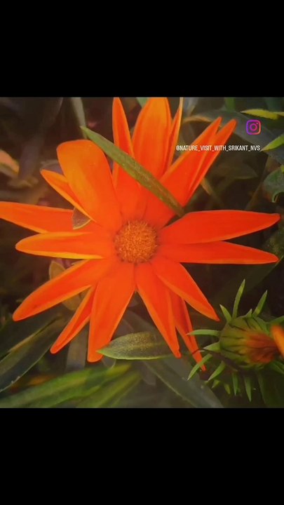 Amazing Flowers