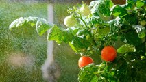 How To Grow And Care For Cherry Tomatoes